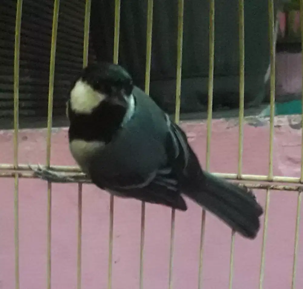 Gelatik Wingko Jantan Gelatik Batu Gacor di Bogor