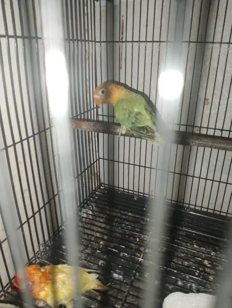 Biola YF / Yellow Face paud