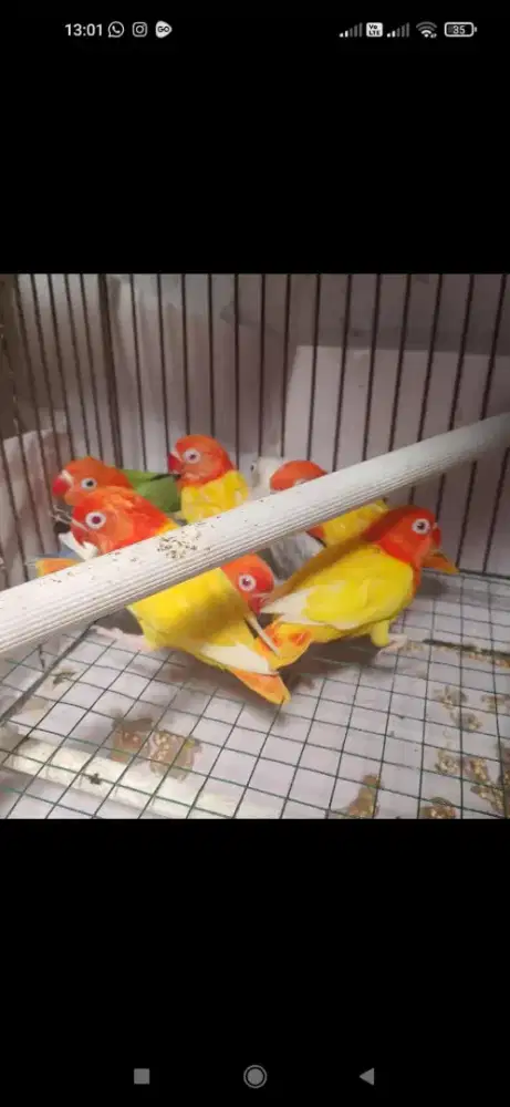 Biola Lutino Mata Merah paud remaja