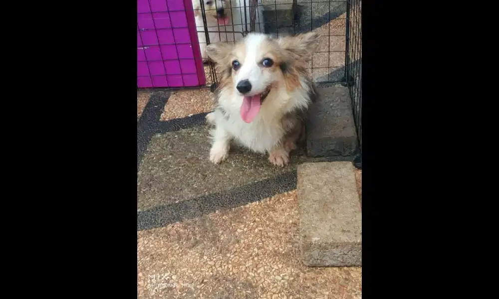 Jual Indukan Corgi Long Hair