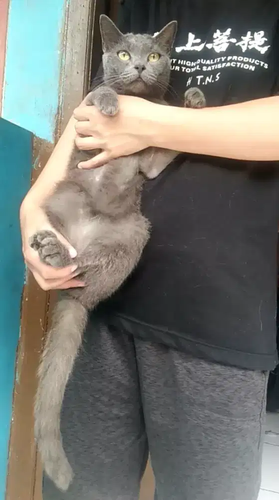 Kucing British mix betina 6 bulan