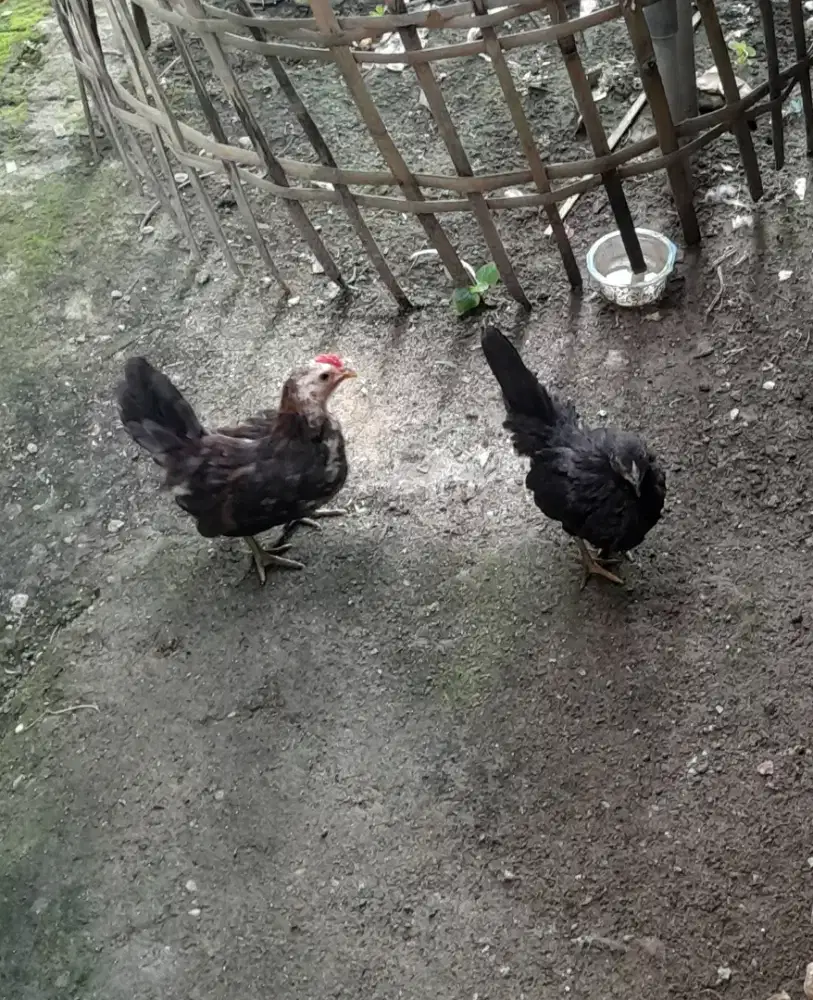 Ayam kate tema di jual