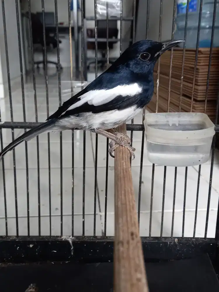 Kacer Jawa barat Mapan