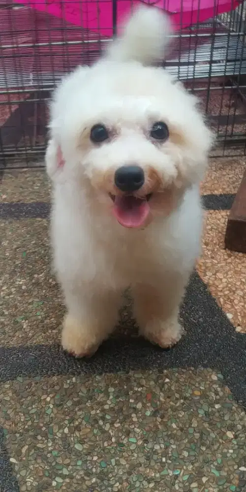 Pejantan Mini Bichon frise
