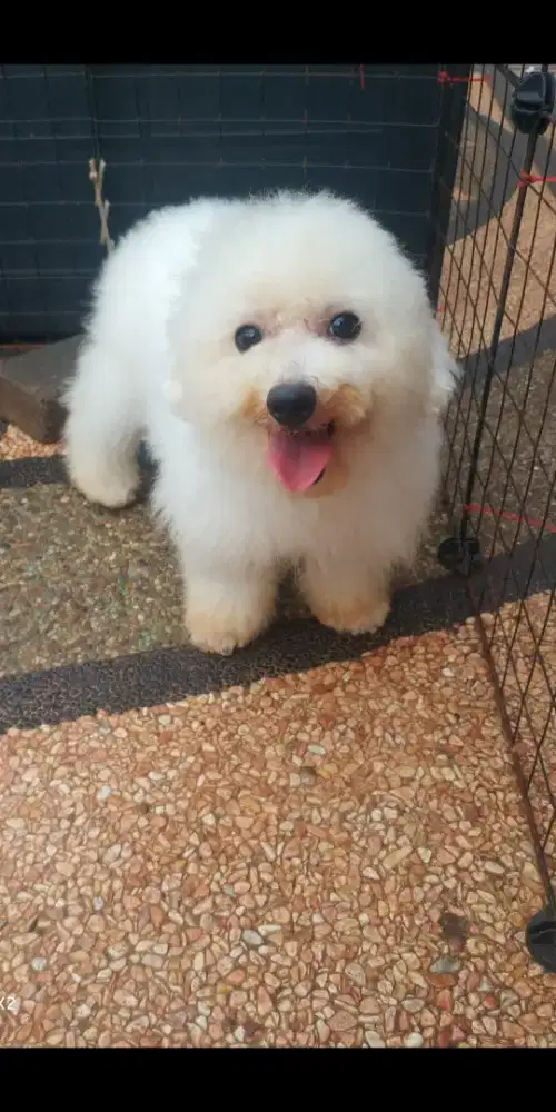Calon Pejantan Mini Bichon frise