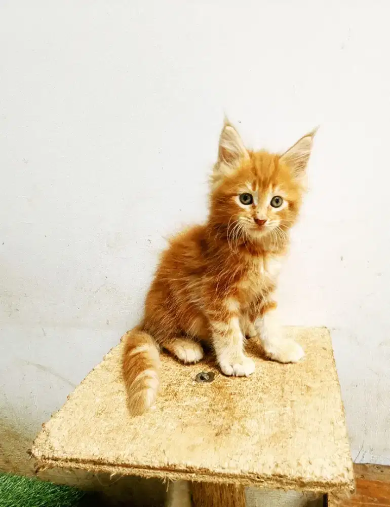 Kitten mainecoon jantan pure bukan mix. Induk ped cfa
