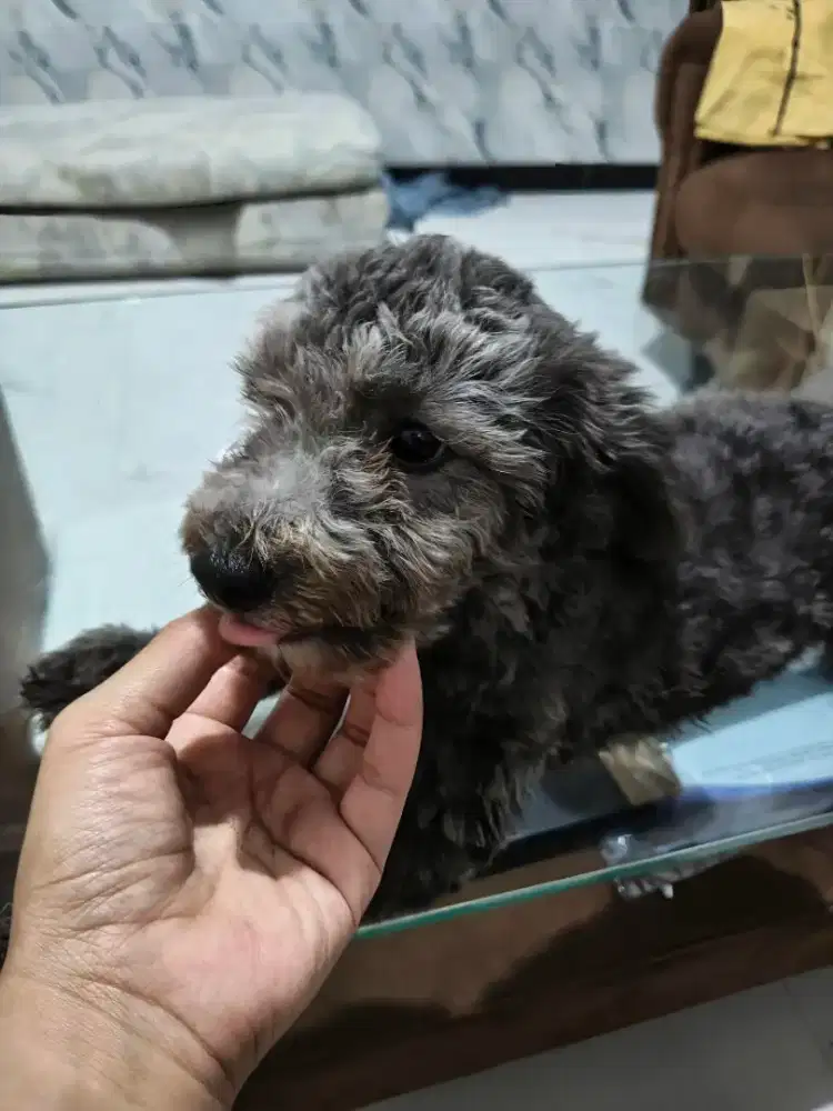 Poodle betina silver STB
