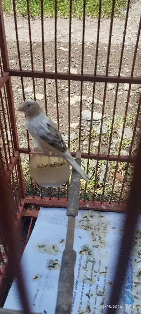 Kenari paud panda moca gemling