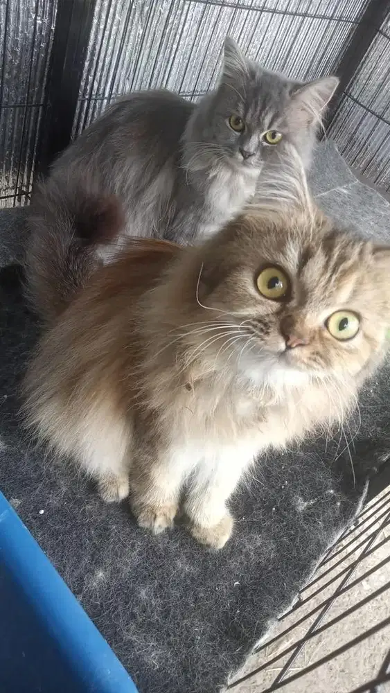 Di jual kucing persia medium