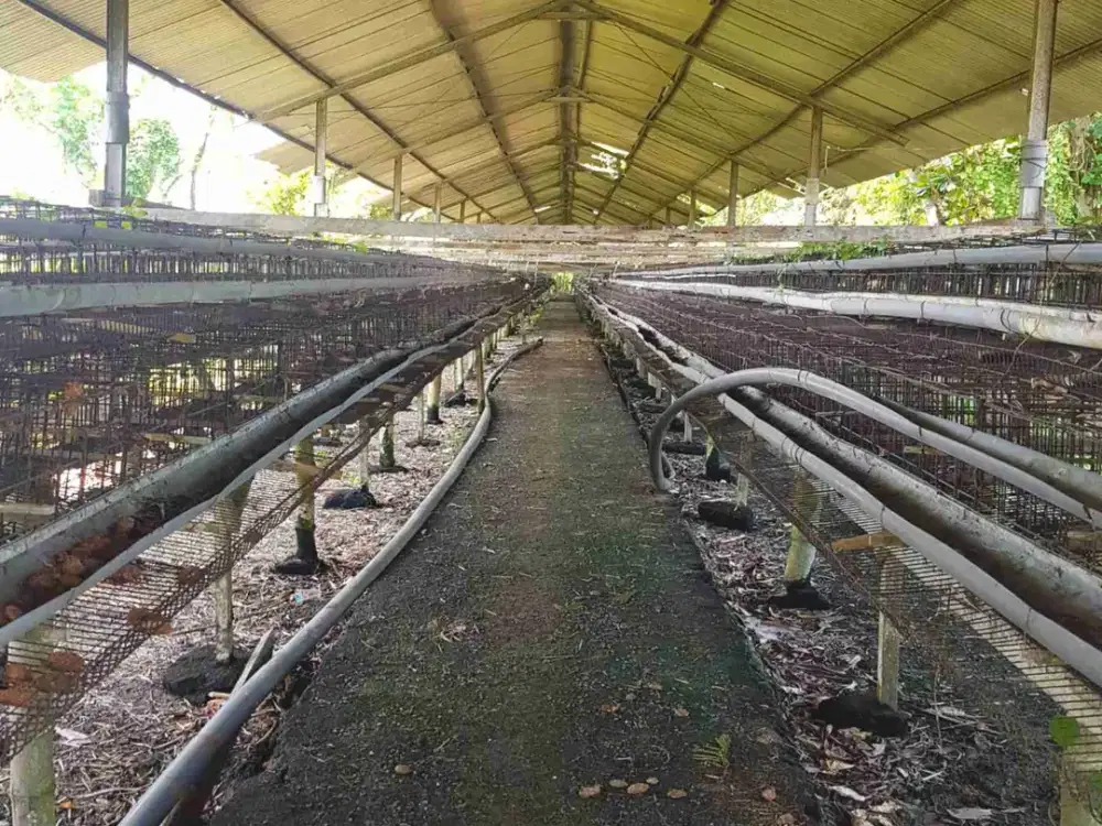 Tanah Kandang Ayam di Bangkalan Madura