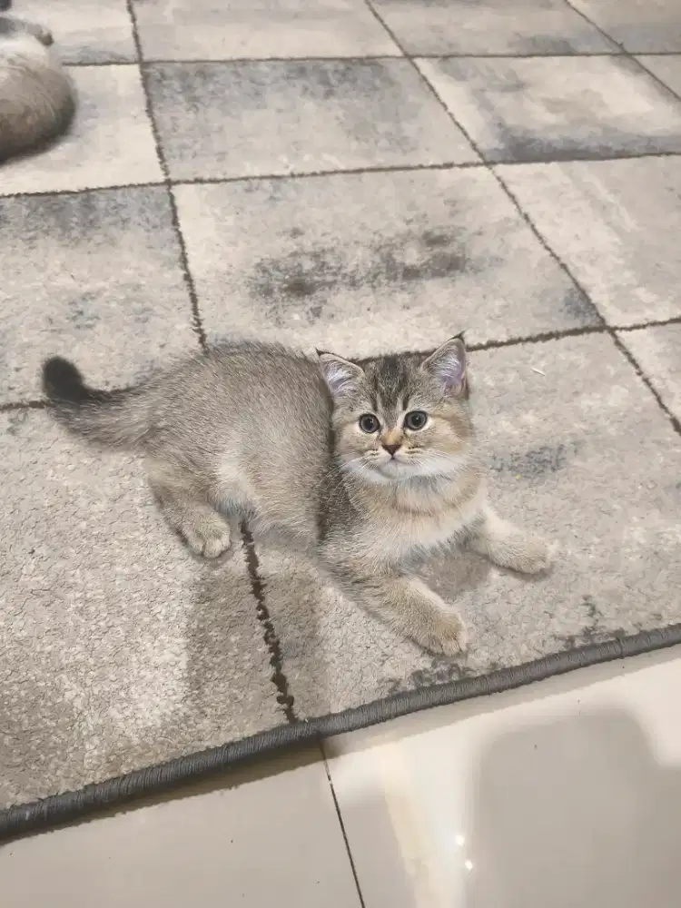 British short hair murah banget