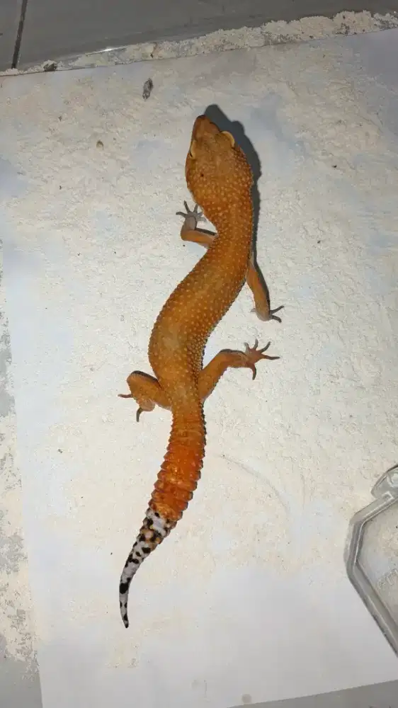 Dijual Gecko Sepasang