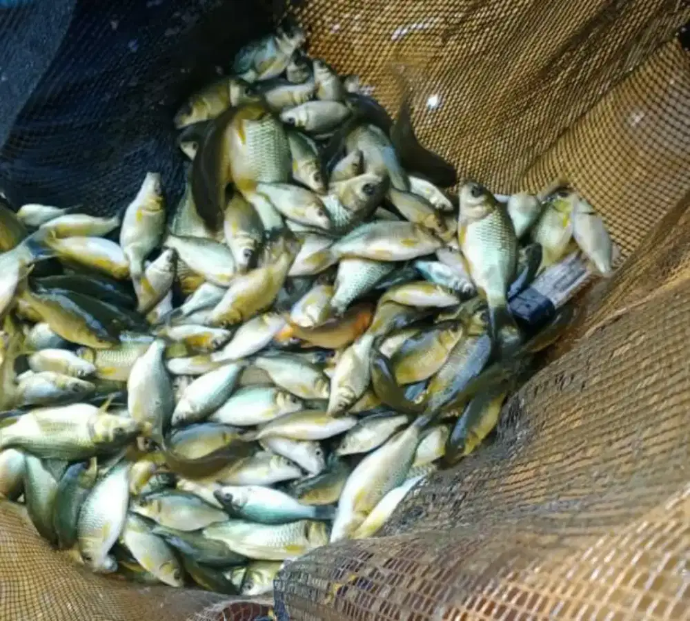 Ready bibit ikan mas super lokasi martapura