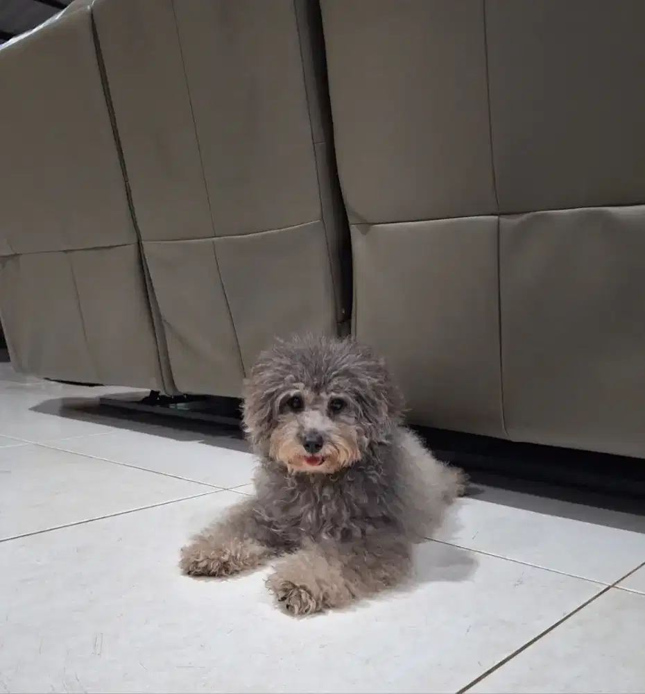 Toy Poodle Light Silver