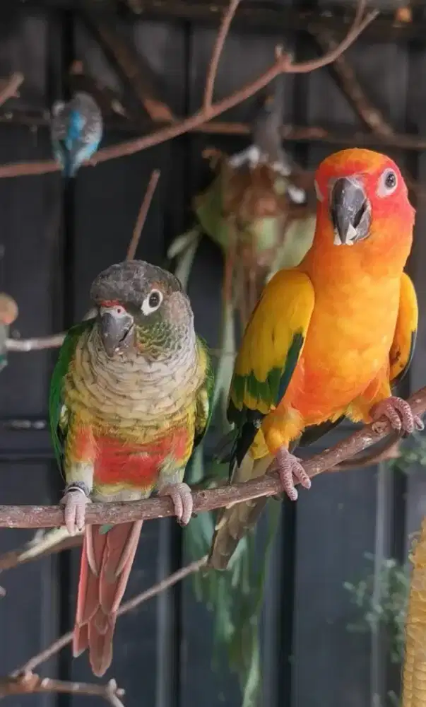 Sc dan Gcc prediksi sepasang