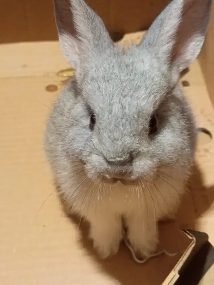 Kelinci silangan lokal warna cincila