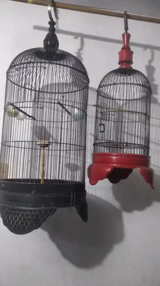 Kandang lb brajangan sma burcil