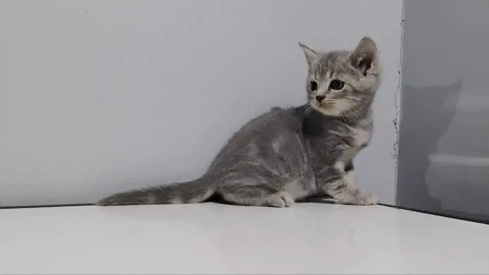 kitten british shorthair bsh blue tabby