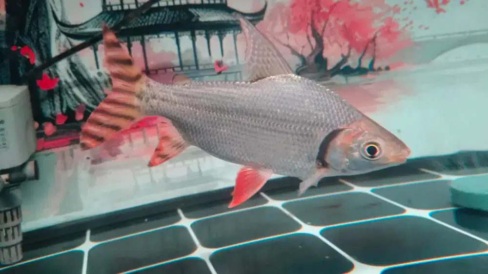 Ikan red feifeng ukuran 20 cm