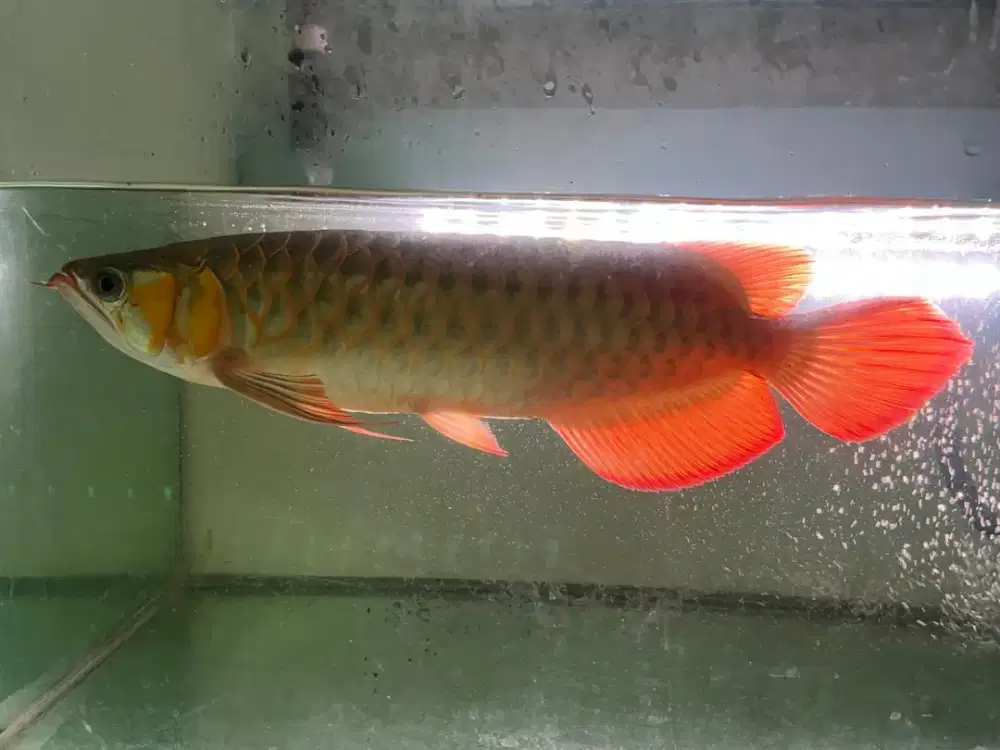 Ikan arwana jenis super red