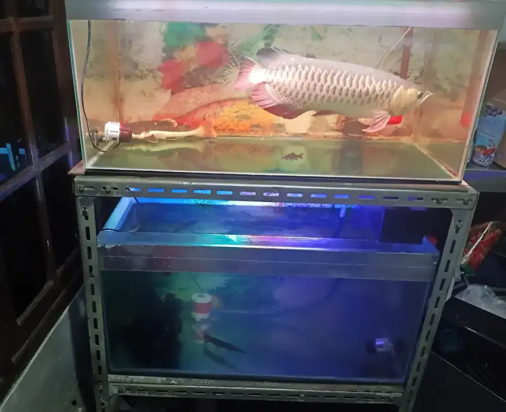 Tank Aquarium + Rak