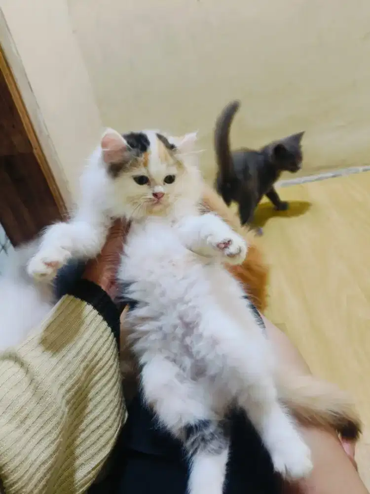 Persia Calico Medium