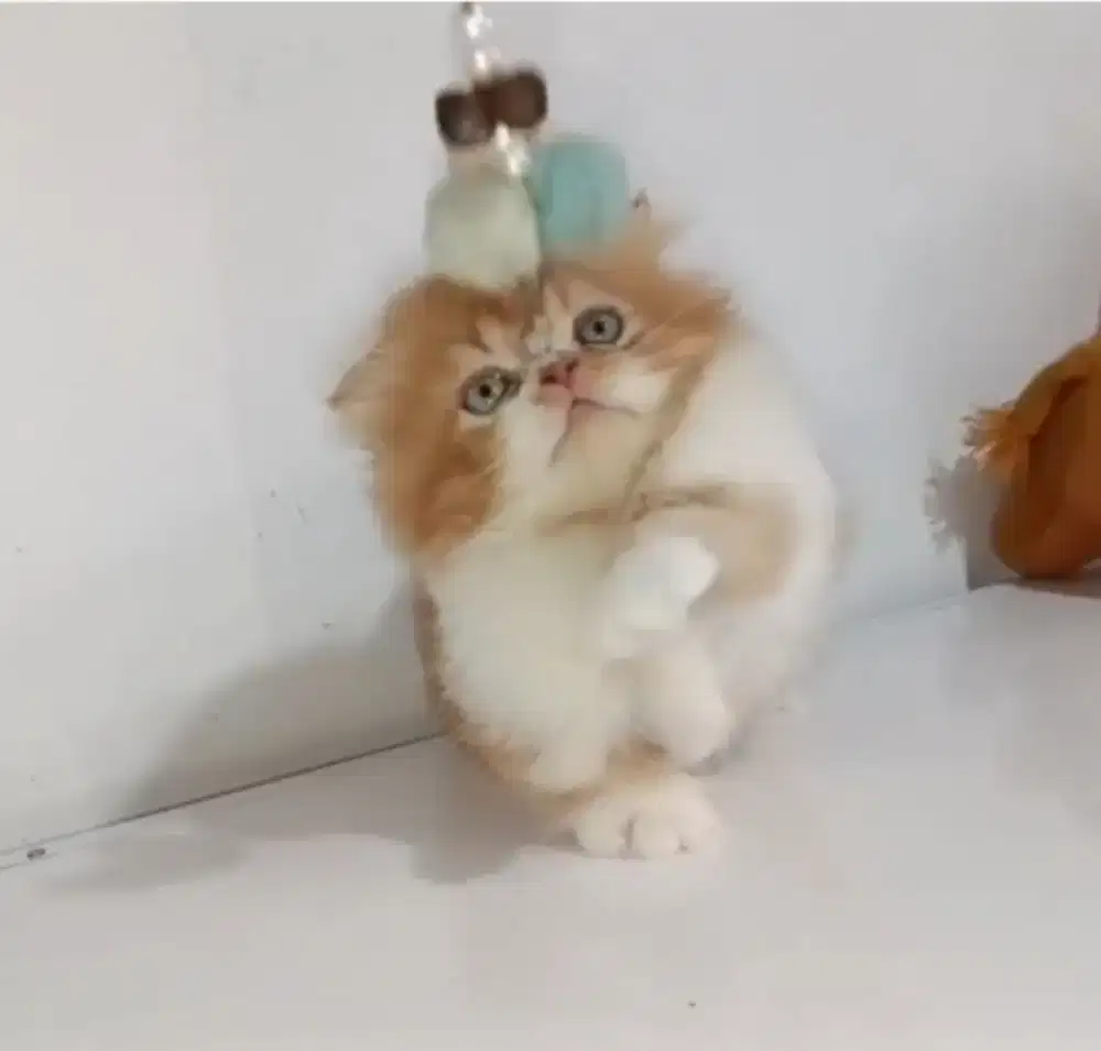 Kitten munchkin Scottish gealic jantan