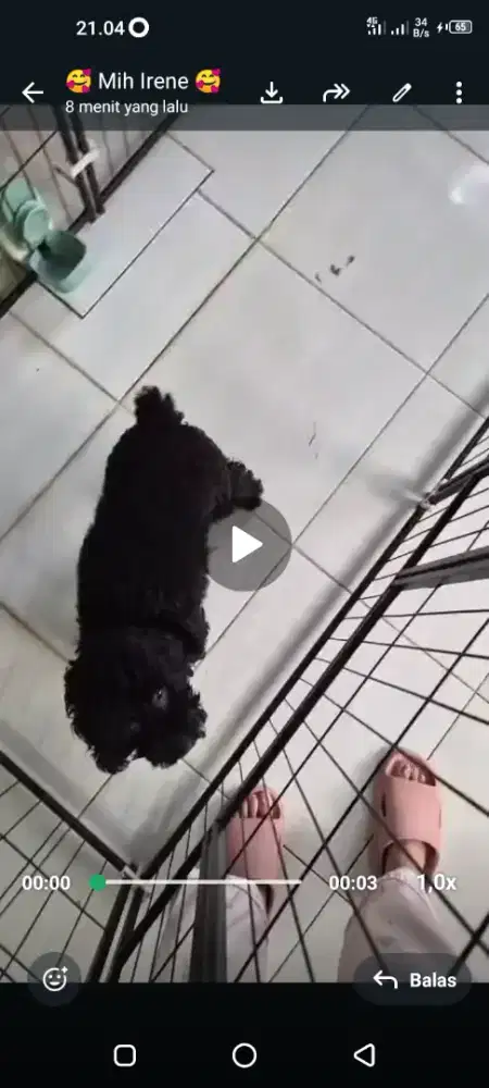 Hewan peliharaan anjing