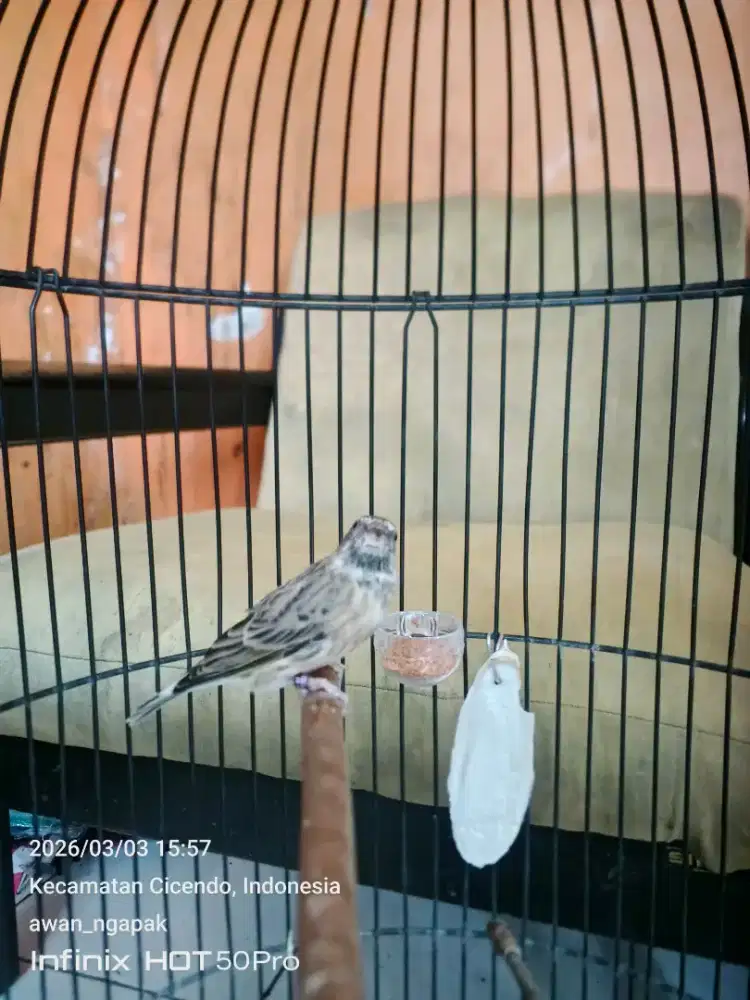 Blackthrout gacor buka sayap