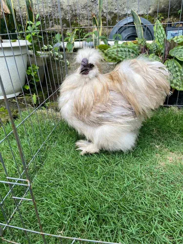 Ayam American Silkie
