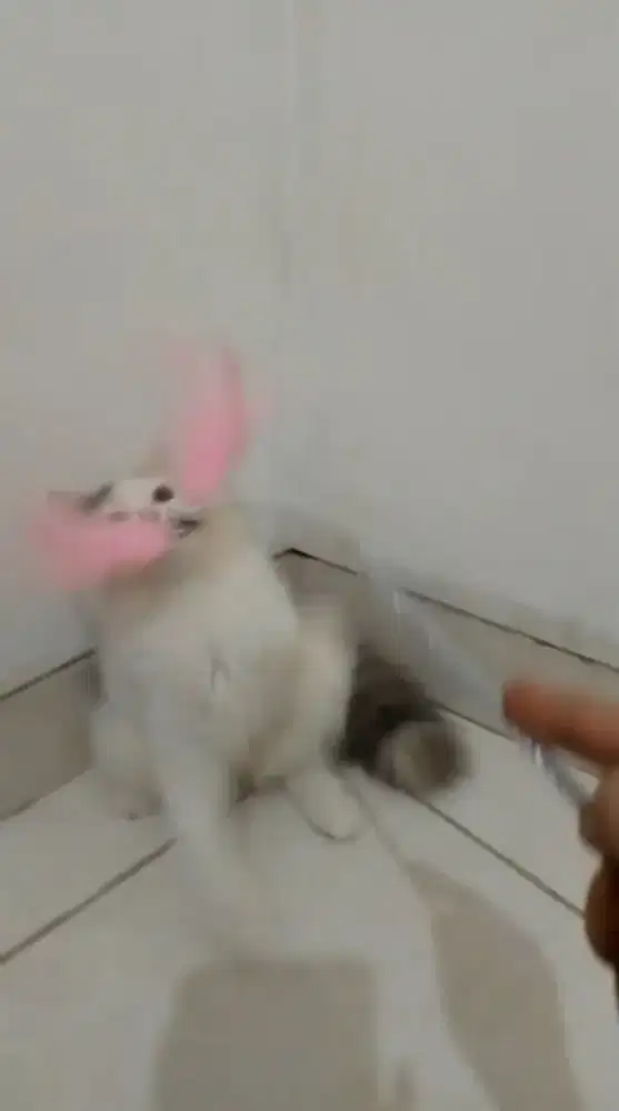 Ready betina  umur 4bulan