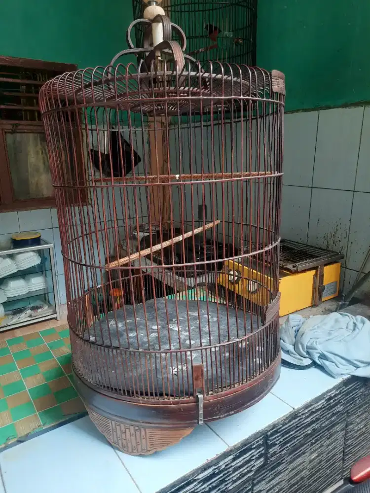 Kandang murai no 3