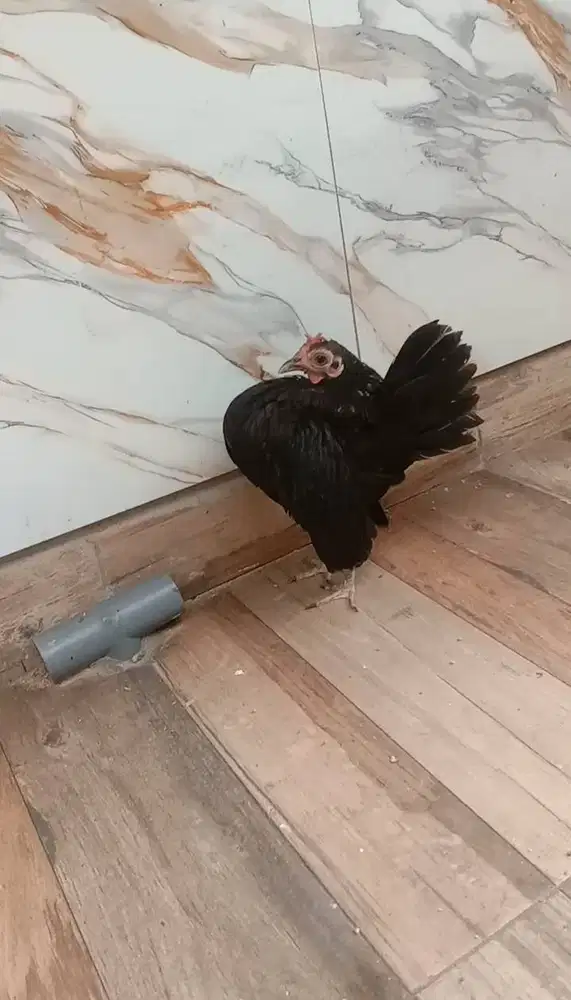 Ayam hias serama indukan hitam polos