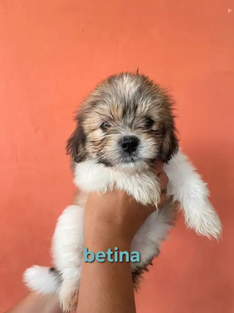 Dijual anakan maltese mix sitzu