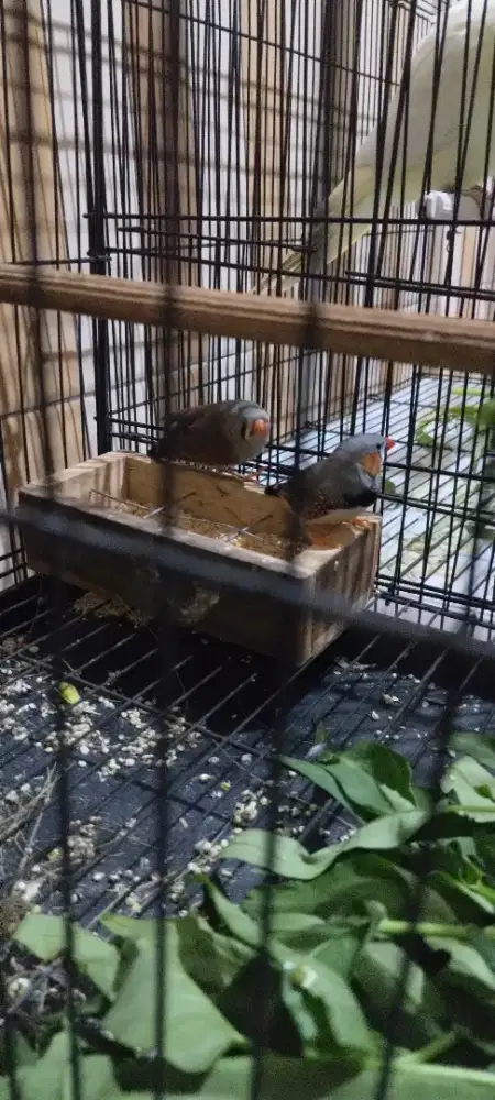 Burung zebra finch sepasang
