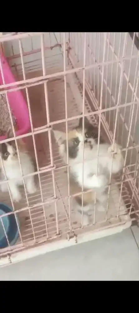 Kitten/Persia/Kitten Persia/Peaknose/Persia Medium/Calico