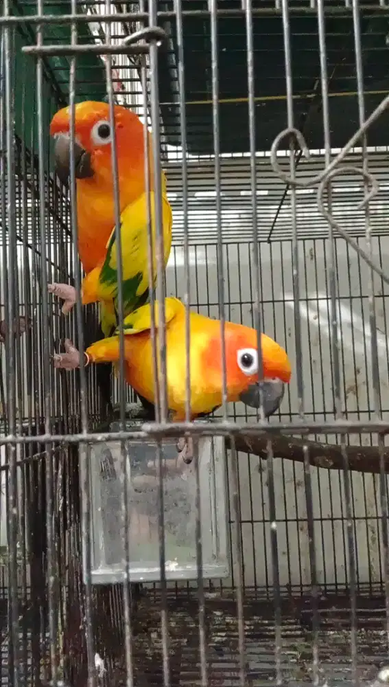 Burung sunconure indukan