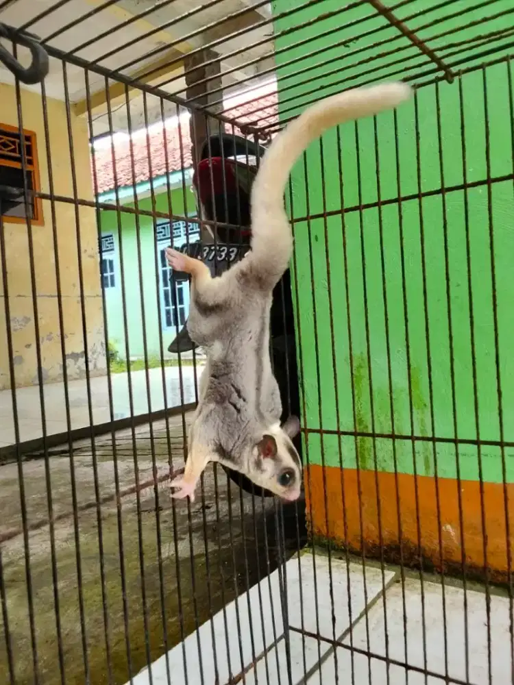 SUGAR GLIDER MOZAIK JINAK