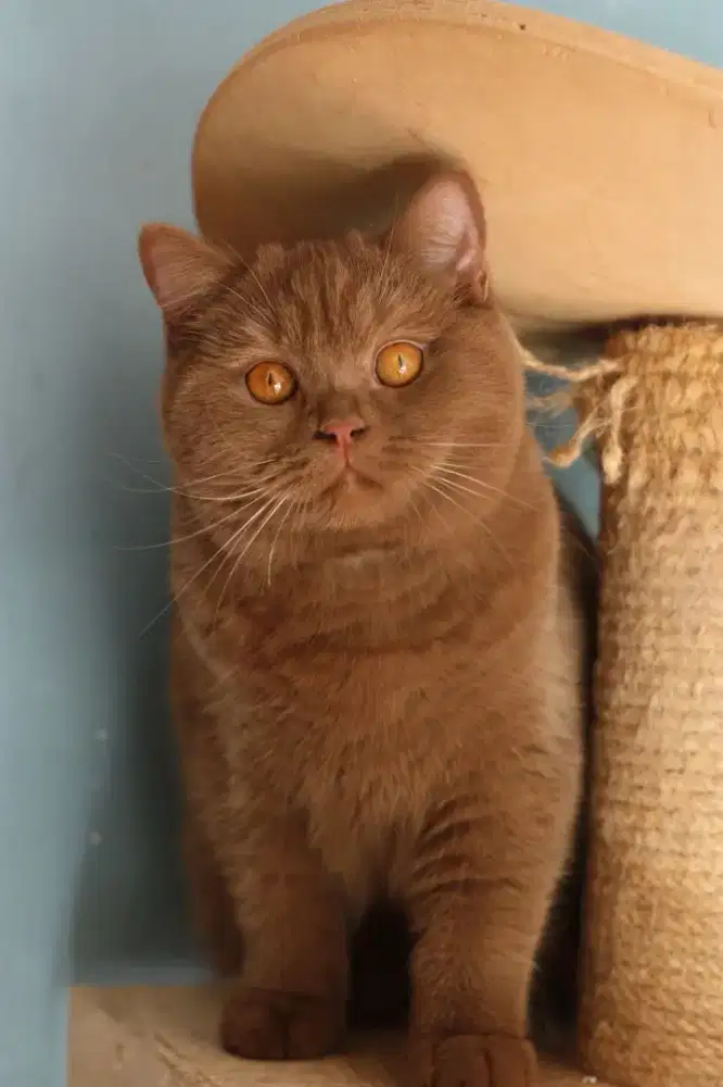 British shorthair betina