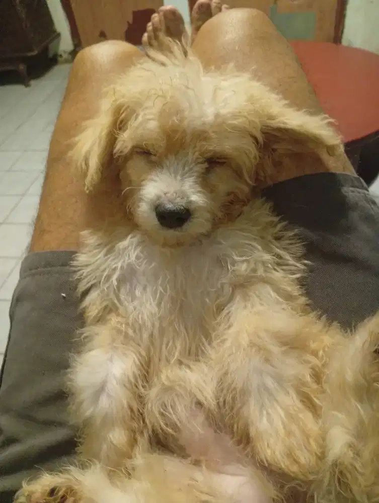 Anak anjing Poodle