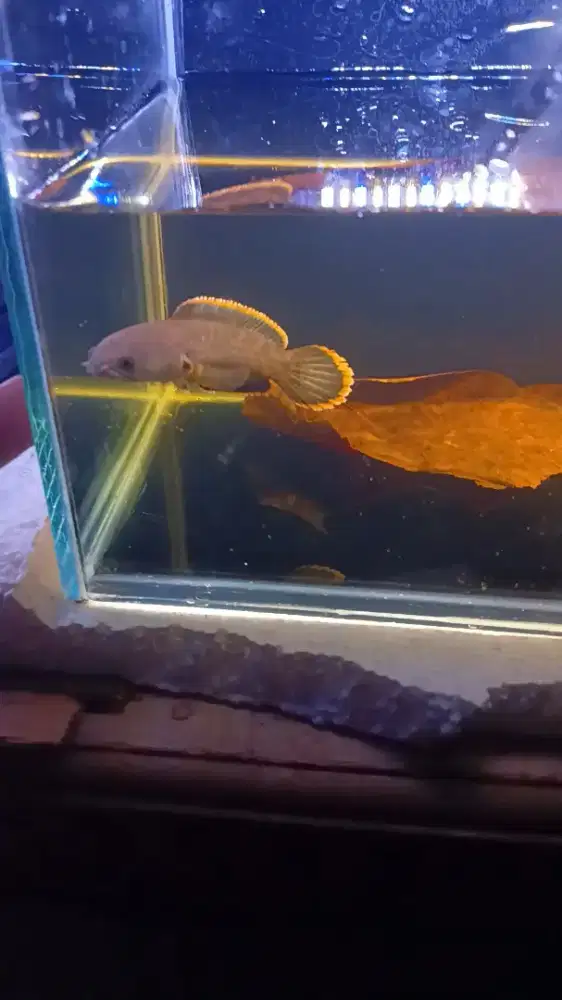 Channa limbata wc ssb 7-8 cm