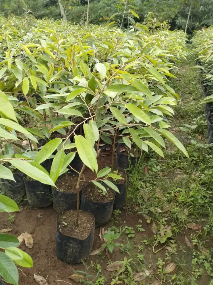 Pohon durian durihitam