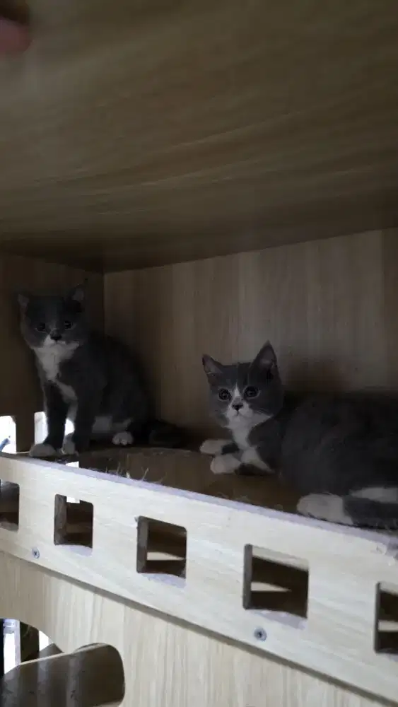 British Shorthair / BSH