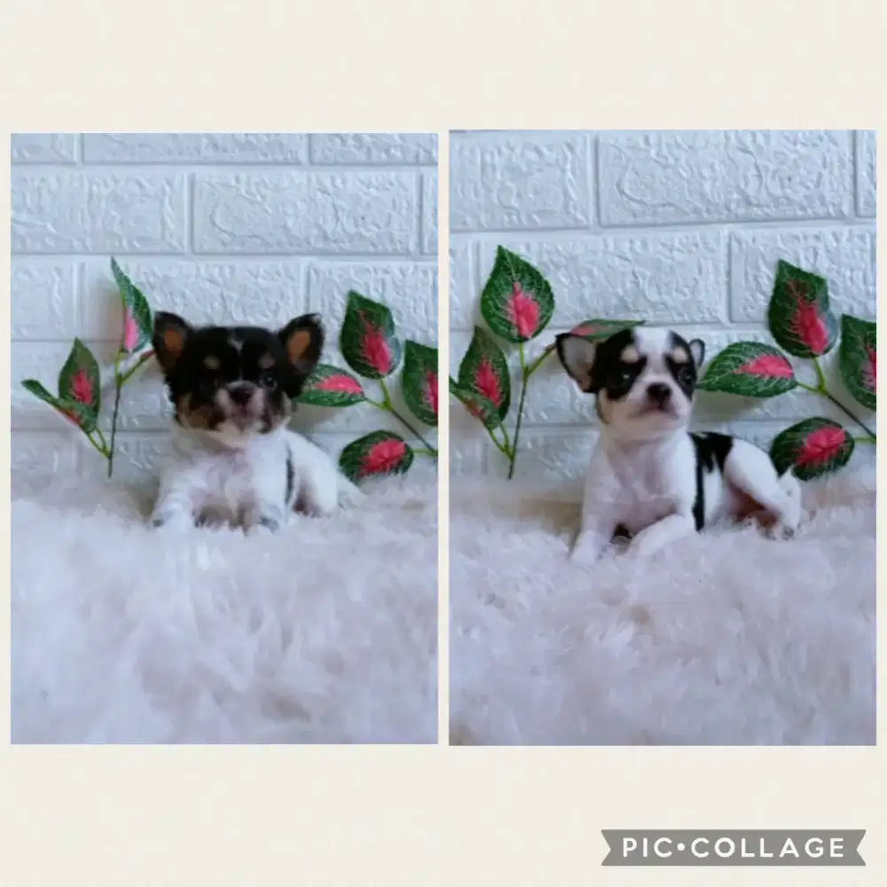 JUAL CHIHUAHUA JANTAN BETINA