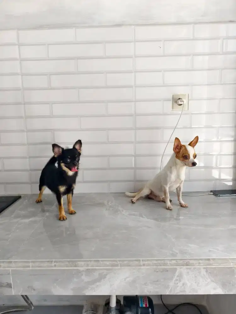 Cihuahua 2 ekor jantan betina Hamil