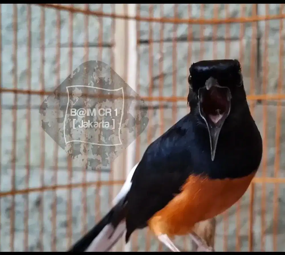 Murai batu GACOR [ MATERI & VOLUME NGERII ] Prestasi