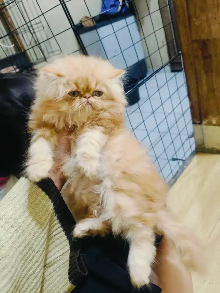 Kitten Persia peaknose