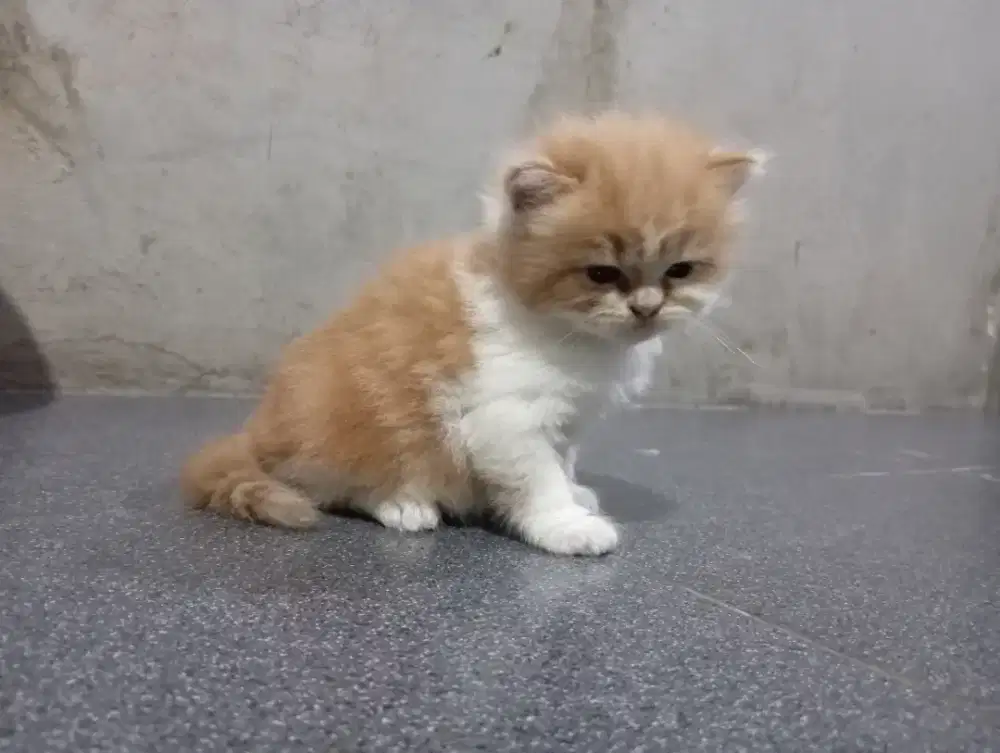 Kucing persia jantan