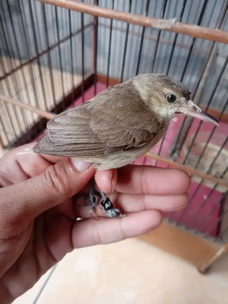 Burung kerak basi alis putih
