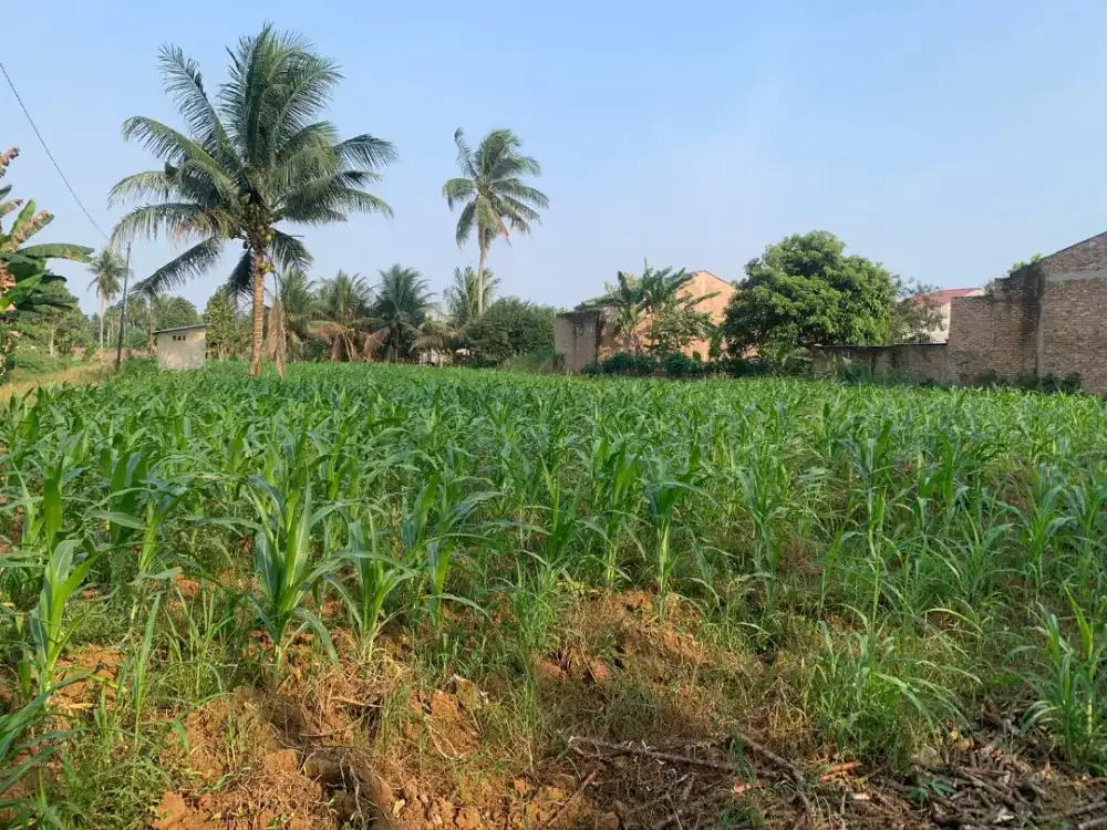 DIJUAL TANAH / KAVLING BAGUS DI DELITUA (Bisa Nego)